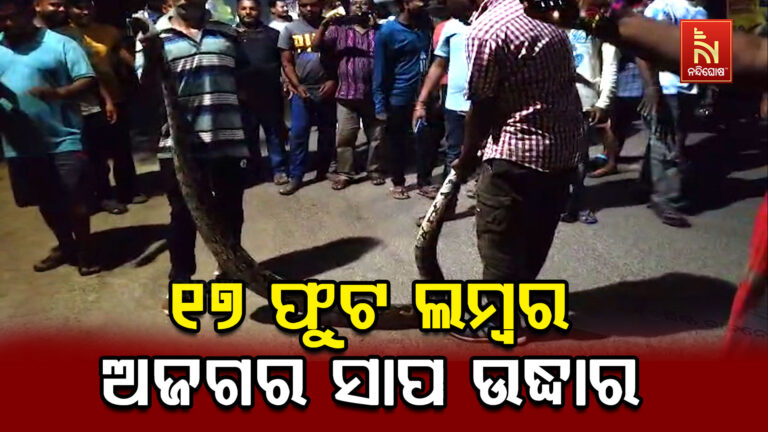୧୭ ଫୁଟ ଲମ୍ବର ଅଜଗର ସାପ ଉଦ୍ଧାର