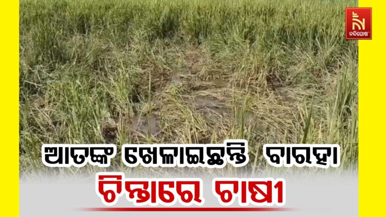 ସାର ପରେ ଏବେ ଚାଷୀଙ୍କ ଚିନ୍ତା ବଢ଼ାଇଛନ୍ତି ବାରହା