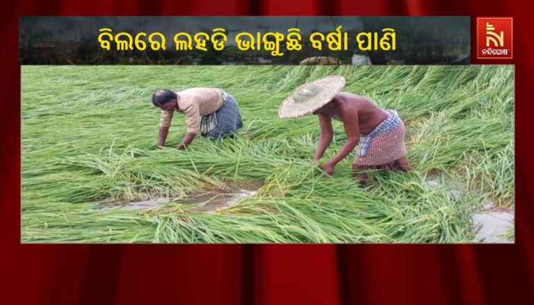 ବାତ୍ୟା ମୋନ୍ଥା ପ୍ରଭାବରେ ପ୍ରବଳ ବର୍ଷା: ବିଲରେ ଲହଡି ଭାଙ୍ଗୁଛି ବର୍ଷା ପାଣି, ଚିନ୍ତାରେ ଚାଷୀ