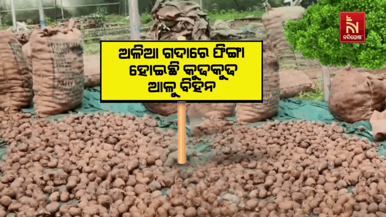 ଚାଷୀଙ୍କୁ ମିଳୁନି ଆଳୁ, ଅଳିଆ ଗଦାରେ ପଡିଛି କୁଢକୁଢ ପଚା ଆଳୁ