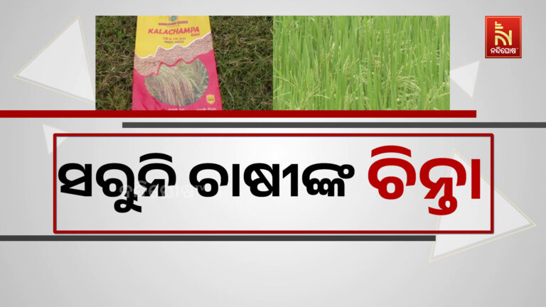 ଚାଷୀଙ୍କୁ କାଳସାଜିଲା ନିମ୍ନମାନର ଧାନ ବିହନ ; ବିହନ ପକାଇବାର ୯୦ ଦିନ ପରେ ବିଲରେ ହେଲାନାହିଁ ଧାନ