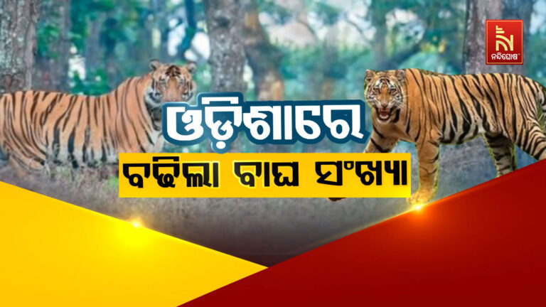 ଚଳିତବର୍ଷ ରାଜ୍ୟରେ ବୃଦ୍ଧି ପାଇଛି ବାଘ ସଂଖ୍ୟା