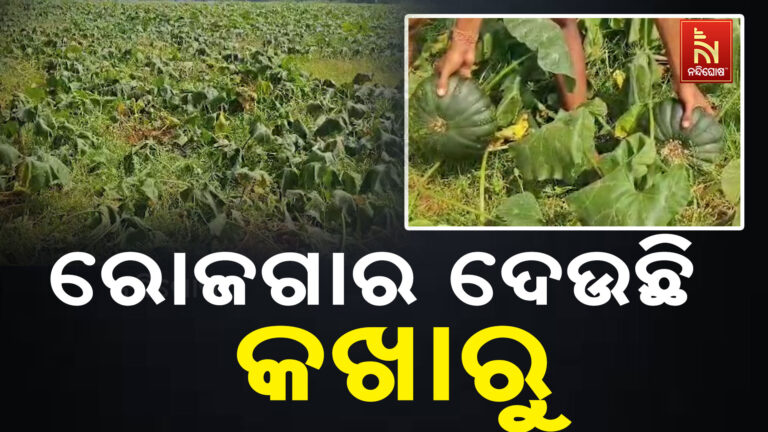 କଖାରୁ ଚାଷ କରି ଲାଭବାନ ଚାଷୀ