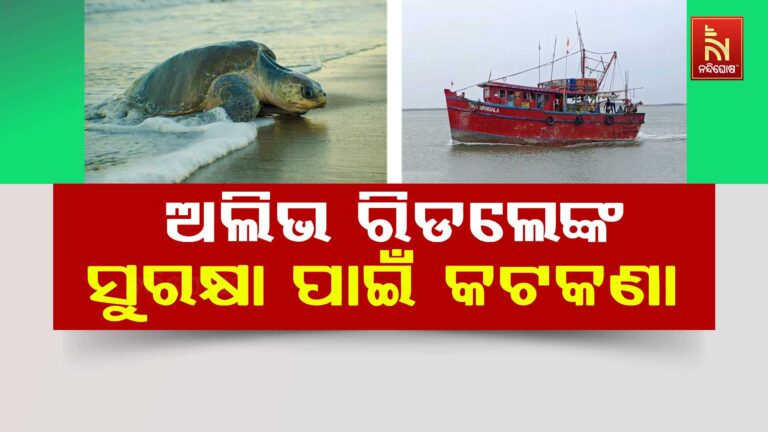 ଅଲିଭ ରିଡଲେଙ୍କ ସୁରକ୍ଷା ଚିନ୍ତା: ଅସ୍ତରଙ୍ଗ ଦେବୀ ନାସିରୁ କେଳୁଣୀ ମୁହାଁଣ ପର୍ଯ୍ୟନ୍ତ ସମୁଦ୍ରରେ ମାଛ ଧରିବା ମନା