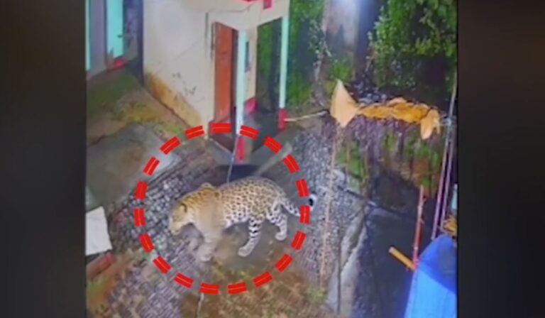 ନିଶ୍ଚିନ୍ତକୋଇଲି ଅଞ୍ଚଳରେ ବାଘ ଆତଙ୍କ !