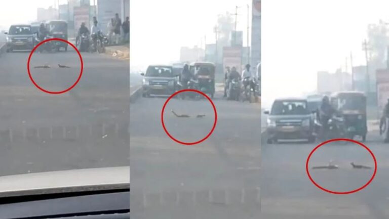 ରାସ୍ତା ମଝିରେ ସାପ-ନେଉଳ ଲଢେଇ, ଯାତାୟତ ଠପ୍…