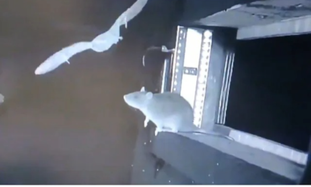 ମୂଷା, ବାଦୁଡ଼ି ଆଣୁଛନ୍ତି ନୂଆ ମହାମାରୀ, କ୍ୟାମେରାରେ କଏଦ ହେଲା ଭୟଙ୍କର ଦୃଶ୍ୟ ..