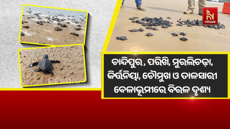 ବାଲେଶ୍ବର ସମୁଦ୍ର ଉପକୂଳରେ ବିରଳ ଦୃଶ୍ୟ ; ଅଣ୍ଡା ଫୁଟିବା ପରେ ସମୁଦ୍ର ମୁହାଁ ହଜାର ହଜାର ଅଲିଭ୍ ରିଡଲେ ଶାବକ