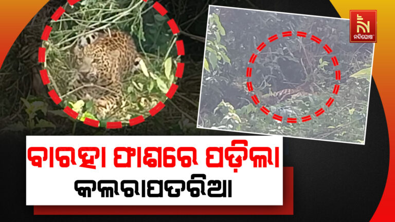 ଶିକାରୀ ଫାସରେ ପଡିଲା କଲରାପତରିଆ ବାଘ