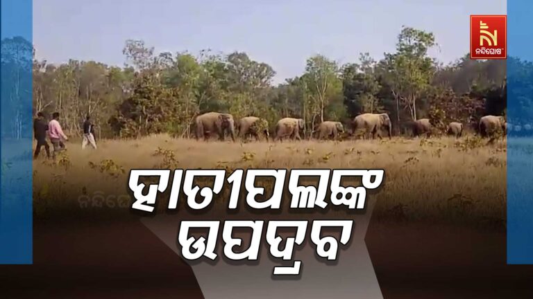 ଚମ୍ପୁଆରେ ଛଅ ଟିକିଆ ହାତୀପଲଙ୍କ ଉପଦ୍ରବ