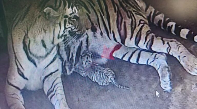 ମାଆ ହେଲା ନାଲି ବାଘୁଣୀ ଜୟଶ୍ରୀ