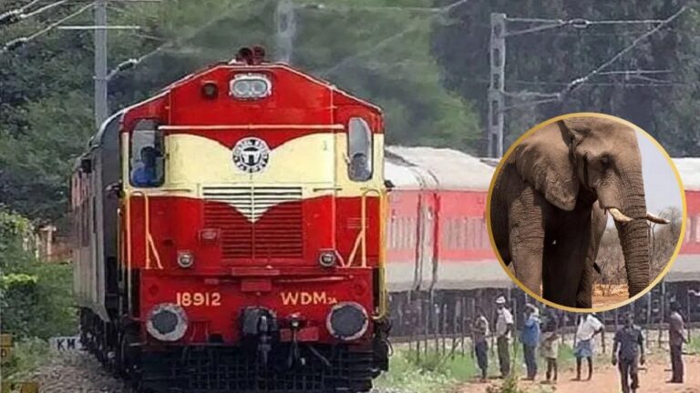 ଆସାମରେ ବଡ଼ ଧରଣର ଟ୍ରେନ ଦୁର୍ଘଟଣା: ରାଜଧାନୀ ଏକ୍ସପ୍ରେସ ଧକ୍କାରେ ଗଲା ୮ ହାତୀଙ୍କ ଜୀବନ