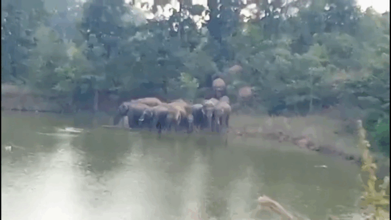 ବଙ୍ଗୋମୁଣ୍ଡା ରେଞ୍ଜରେ ୩୦ ଟିକିଆ ହାତୀ ପଲଙ୍କ ଉପଦ୍ରବ