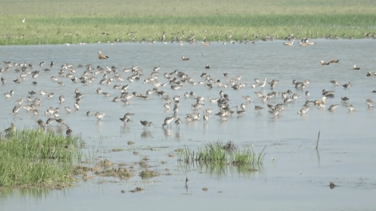 ଭିତରକନିକା ଜାତୀୟ ଉଦ୍ୟାନରେ ଭିଡ଼ ଜମାଇଲେଣି ବିଦେଶୀ ପକ୍ଷୀ