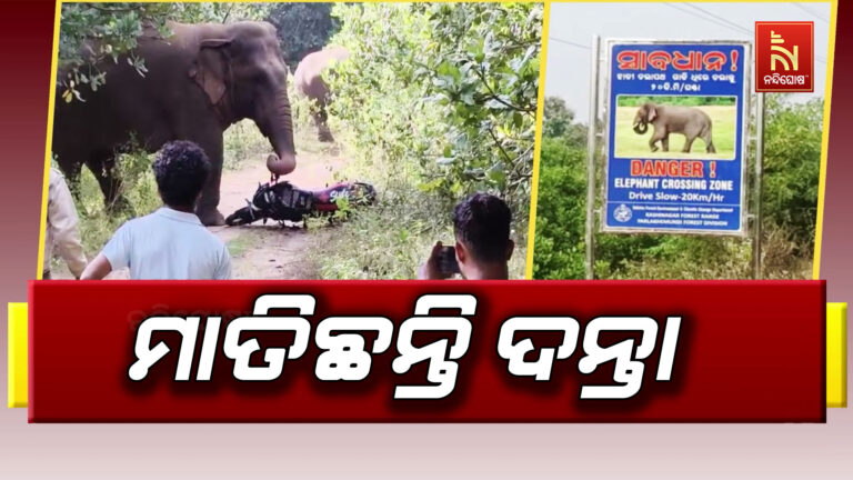 ଅସ୍ତବ୍ୟସ୍ତ କରୁଛନ୍ତି ଦନ୍ତା: ଖାଦ୍ୟ ଅନ୍ଵେଷଣରେ ଜନବସତି ମୁହାଁ ହାତୀପଲ