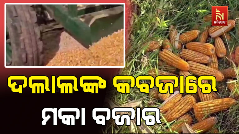 ଦଲାଲଙ୍କ କବଜାରେ ମକା ବଜାର: ଫସଲର ଉଚିତ ମୂଲ୍ୟ ମିଳୁ ନଥିବାରୁ ହତାଶ ଚାଷୀ