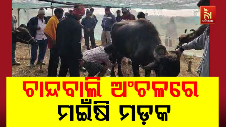 ଚାନ୍ଦବାଲି ଅଂଚଳରେ ମଇଁଷି ମଡ଼କ, ୧୫ଦିନରେ ୧୦୭ ମଇଁଷି ମୃତ