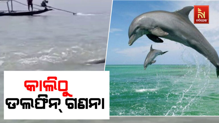 ଚିଲିକାରେ ଆସନ୍ତାକାଲି ଡ଼ଲଫିନ ଗଣନା ; ୩ଦିନ ଧରି ଚାଲିବ ଏହି କାର୍ଯ୍ୟକ୍ରମ
