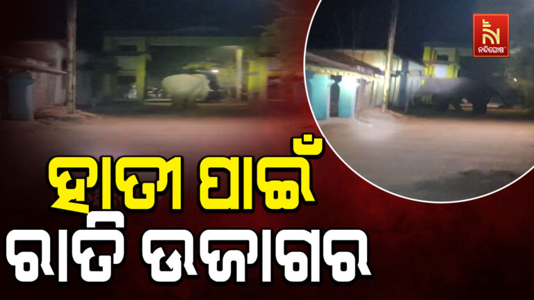 ହାତୀ ପାଇଁ ରାତି ଉଜାଗର; ଅଧରାତିରେ ଗାଁ ଭିତରକୁ ପଶି ଆସିଲା ଗୋଠଛଡା ଦନ୍ତା