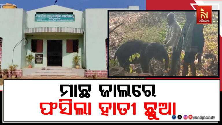 ମାଛ ଜାଲରେ ଛନ୍ଦି ହୋଇ ଫସିଲା ହାତୀ ଛୁଆ ; ଦୀର୍ଘ ୧୨ ଘଣ୍ଟା ପରେ ଉଦ୍ଧାର କଲା ବନ ବିଭାଗ