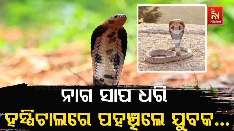 ଚିକିତ୍ସା ପାଇଁ ତିନୋଟି ନାଗ ସାପ ଧରି ହସ୍ପିଟାଲରେ ପହଞ୍ଚିଲା ଯୁବକ….