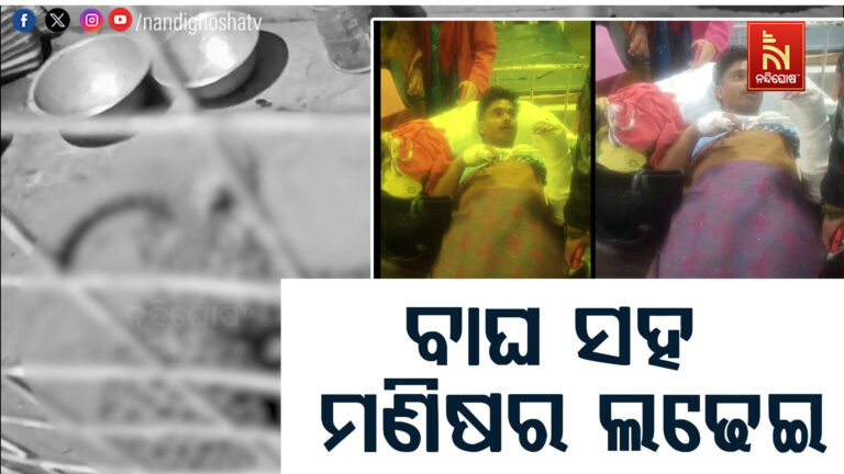 ବାଘ ସହ ମଣିଷର ଲଢେଇ : ମରିଗଲା ବାଘ, ମେଡିକାଲରେ ମଣିଷ..