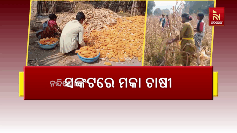 ସଙ୍କଟରେ ମକା ଚାଷୀ, ମିଳୁନି ସରକାରୀ ପ୍ରୋତ୍ସାହନ