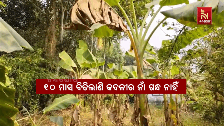 ଫେଲ ମାରିଛି କଦଳୀ ଚାଷ ମିଶନ : ଚାରା ରୋପଣକୁ ୧୦ ମାସ ପରେ ବି ଫଳ ଶୂନ