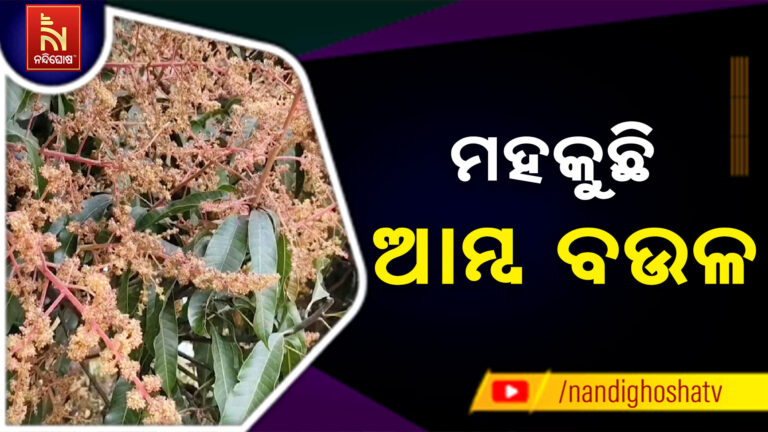 ଧରାପୃଷ୍ଠରେ ବିଜେ ଋତୁରାଜ ବସନ୍ତ: ପ୍ରକୃତିର ସୌନ୍ଦର୍ଯ୍ୟକୁ ଦ୍ଵିଗୁଣିତ କରୁଛି ଆମ୍ବବଉଳ