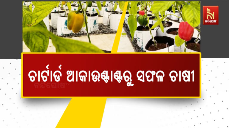ଚାର୍ଟାର୍ଡ ଆକାଉଣ୍ଟାଣ୍ଟରୁ ସଫଳ ଚାଷୀ ; କ୍ୟାପ୍ସିକମ ଚାଷ କରି ବାର୍ଷିକ ୨୦ ଲକ୍ଷରୁ ଅଧିକ ରୋଜଗାର