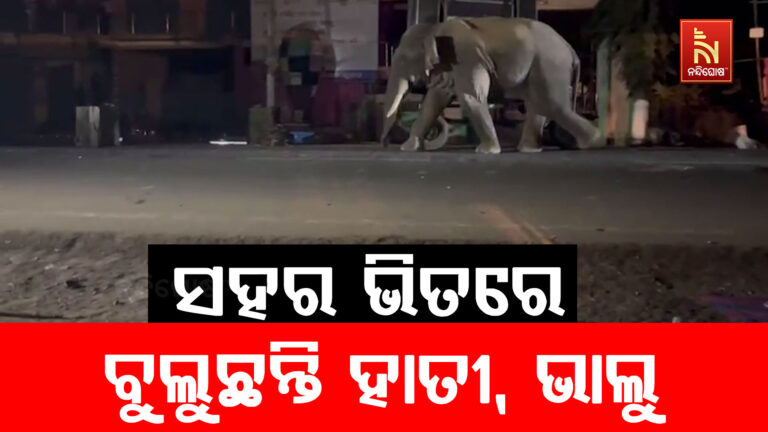 ଭୁବନ ସହର ଭିତରେ ବୁଲୁଛନ୍ତି ହାତୀ, ଭାଲୁ