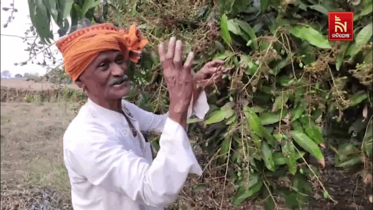 ଟାଙ୍ଗରା ଜମିରେ ଭଳିକି ଭଳି ଚାଷ କରି ଲକ୍ଷାଧିକ ଟଙ୍କା ରୋଜଗାର କରୁଛନ୍ତି ଶଙ୍କର୍ଷଣ