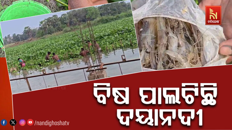 ଦୟାନଦୀରେ ମରି ମାଛ ଭାସୁଥିବାରୁ ଲୋକେ ଆତଙ୍କିତ