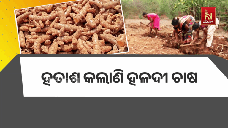 ହତାଶ କଲାଣି ହଳଦୀ ଚାଷ, GI ଟ୍ୟାଗ ପାଇଥିବା ହଳଦୀର ଅଭାବୀ ବିକ୍ରି