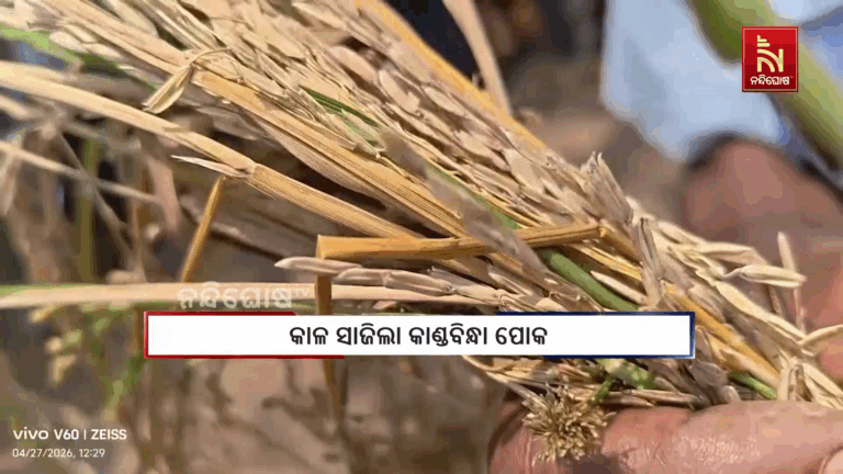 କାଳ ସାଜିଲା କାଣ୍ଡବିନ୍ଧା ପୋକ, ଉଜାଡିଦେଲା ସୁନାର ଫସଲ