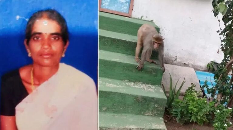 ଛାତରୁ ଇଟା ପକାଇଲା ମାଙ୍କଡ, ମୁଣ୍ଡରେ  ବାଜି ମହିଳା ମୃତ…