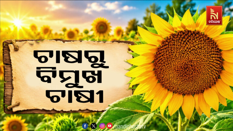 ସୂର୍ଯ୍ୟମୁଖୀ ଚାଷରୁ ବିମୁଖ ଚାଷୀ : ସରକାରୀ ପ୍ରୋତ୍ସାହନ ଅଭାବରୁ ଚାଷରୁ ଫେରାଇଲେଣି ମୁହଁ