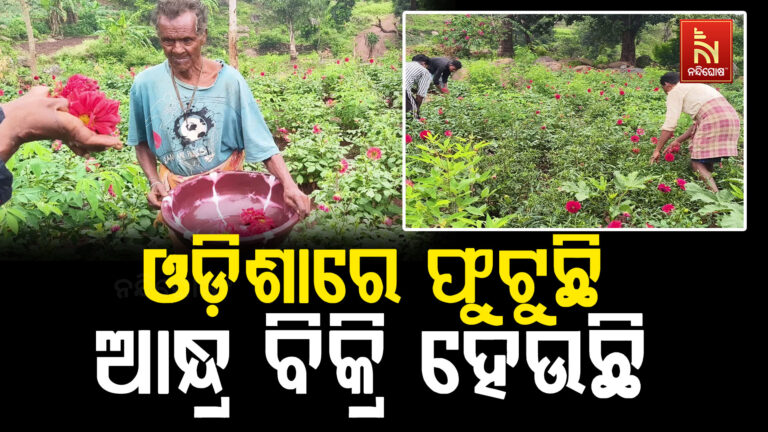 କୋରାପୁଟ ଜିଲ୍ଲା ନିମାଲଗାଡ଼ାରେ ଫୁଟୁଛି ଡାଲିଆ ଫୁଲ ଆନ୍ଧ୍ରପ୍ରଦେଶରେ ହେଉଛି ବିକ୍ରି
