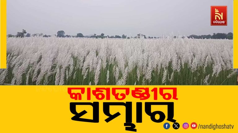 ଶରତର ଆଗମନରେ ମନମୋହୁଛି କାଶତଣ୍ଡୀ